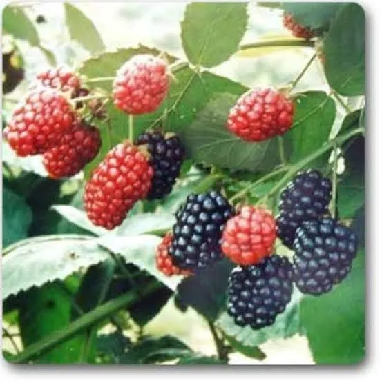 Shahtoot%20%7C%20Mulberry%20%20small%20plant%20-%20Image%203