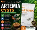 YEE Decapsulated Brine Shrimp 15gm Pack | Not Hatchable | Direct Feed Decapsulated Artemia | Aquarium Fish Food | Small Fish Food. 
