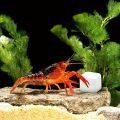 6 Pcs Fish Tank Calcium Block Minerals Aquarium Supply Crawl Cube for Reptile Grinding Tortoise Stones Tank Calcium for Snails.