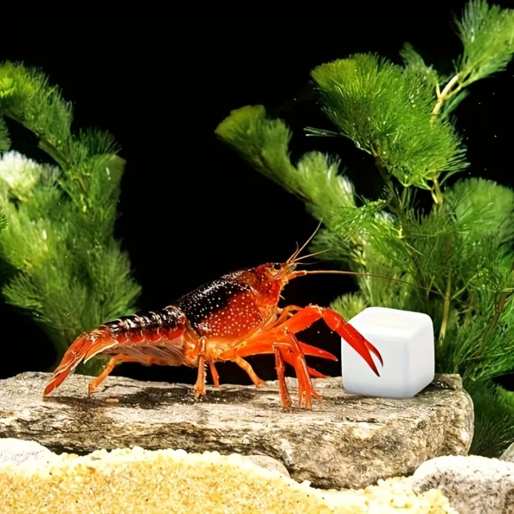 6%20Pcs%20Fish%20Tank%20Calcium%20Block%20Minerals%20Aquarium%20Supply%20Crawl%20Cube%20for%20Reptile%20Grinding%20Tortoise%20Stones%20Tank%20Calcium%20for%20Snails%20-%20Image%205
