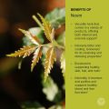 Organic Neem Powder,( Human Diabetes treatment And All Functions), 50 gm..