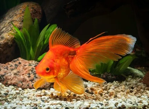 Hikari%20goldfish%20-%20Image%202