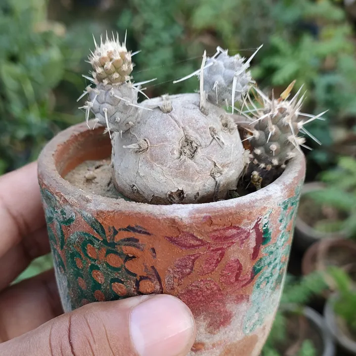 Plants%20Small%20Live%20Plants%20-%20Image%208