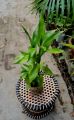 2 piece LuckyBamboo stick / variegated lucky bamboo stick / Green lucky bamboo / Real indoor plant/ Best indoor plant lucky bamboo.