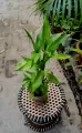 2 piece LuckyBamboo stick / variegated lucky bamboo stick / Green lucky bamboo / Real indoor plant/ Best indoor plant lucky bamboo. 
