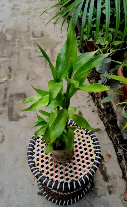 2%20piece%20LuckyBamboo%20stick%20/%20variegated%20lucky%20bamboo%20stick%20/%20Green%20lucky%20bamboo%20/%20Real%20indoor%20plant/%20Best%20indoor%20plant%20lucky%20bamboo%20-%20Image%203