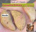 (Pack of 3) Sukh chain tree seeds, indian beach, Pongamia Pinnata. 