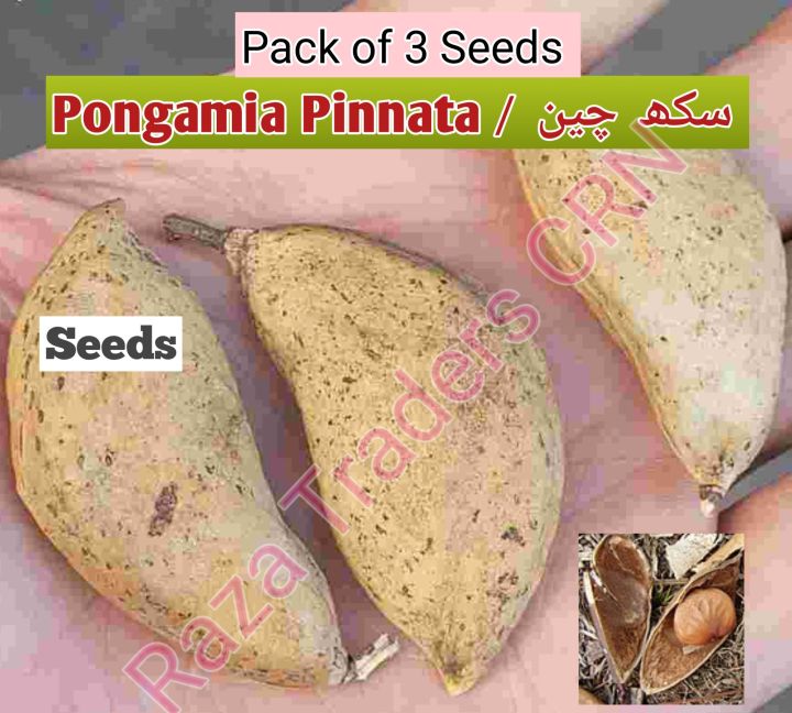 (Pack%20of%203)%20Sukh%20chain%20tree%20seeds,%20indian%20beach,%20Pongamia%20Pinnata%20-%20Image%202
