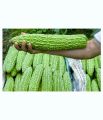 Giant size about 500gram bitter gourd 10 seeds F1 hybrid. 