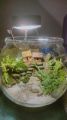 Terrarium  / mini world garden. 