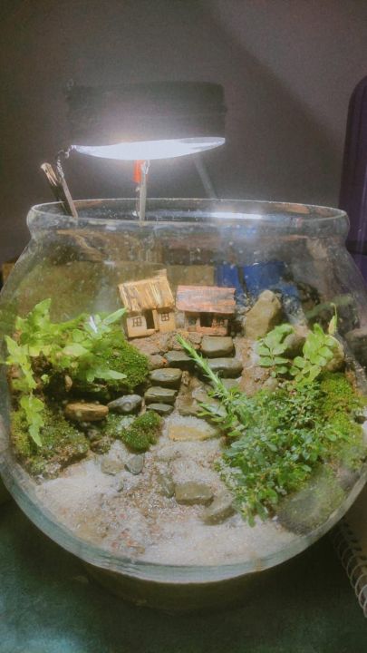 Terrarium%20%20/%20mini%20world%20garden%20-%20Image%203