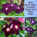 Noyon Tara/ Black Berry Colour Periwinkle Flower Seeds- 5pc. 