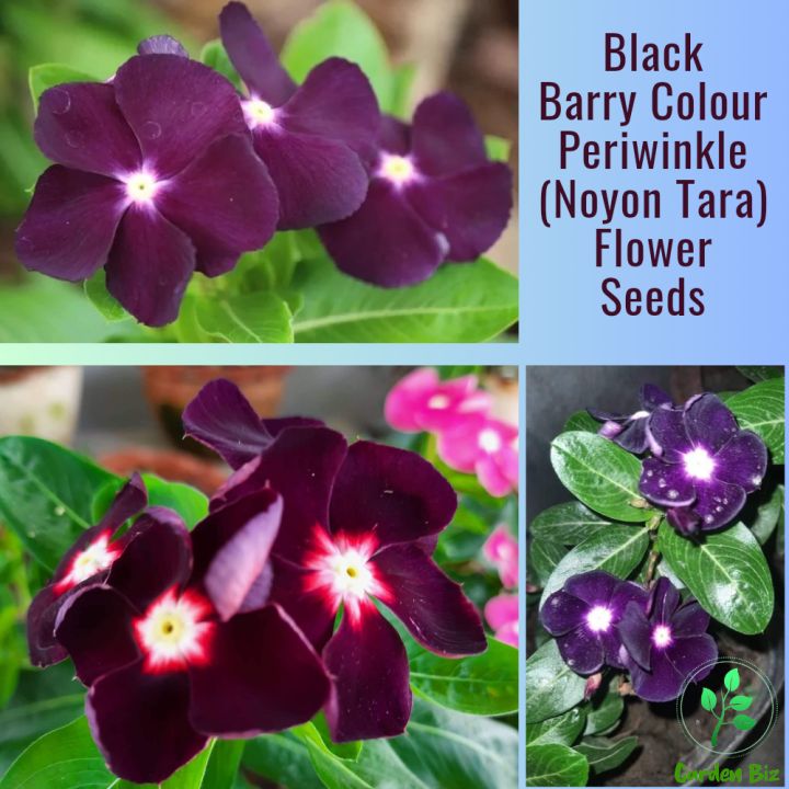 Noyon Tara/ Black Berry Colour Periwinkle Flower Seeds- 5pc
