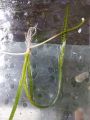 Leopard vallisneria Plant for aquarium, Planted Tank, Aquascaping. 