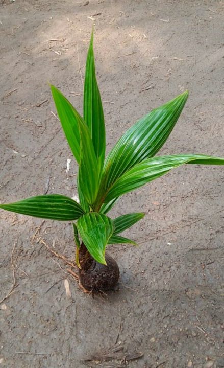 King%20Coconut%20plant%20/%20%E0%B6%AD%E0%B7%90%E0%B6%B6%E0%B7%92%E0%B6%BD%E0%B7%92%20%E0%B6%B4%E0%B7%90%E0%B6%BD%20(%203%20Years%20)%20-%20Image%205