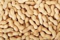 mung phali with nut |fresh peanut. 