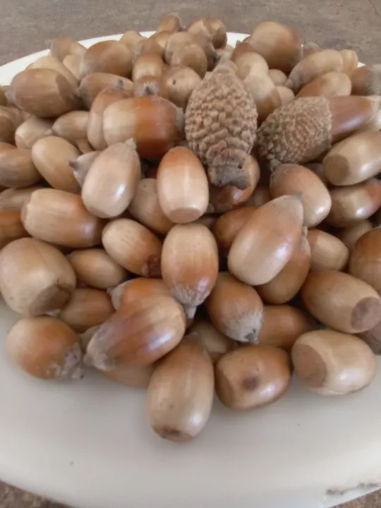 Acorn%20nuts.%20-%20Image%204