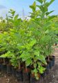 Shahtoot | Mulberry  small plant. 