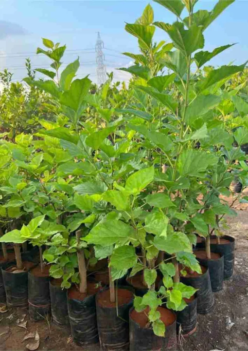 Shahtoot%20%7C%20Mulberry%20%20small%20plant%20-%20Image%202