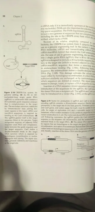 Molecular%20Biotechnology%20principles%20and%20applications%20of%20Recombinant%20DNA%20-%20Image%203
