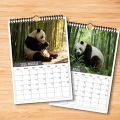 1PC Charming Bamboo Forest Panda Calendar, Fit For Home Decor, Great For Wildlife Lovers, Nice New Year Present. 