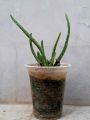 Aloe vera plant. 