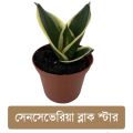 Senciveria Black Star/Night Owl / Birds nest with pot - Indoor/Outdoor Plant.