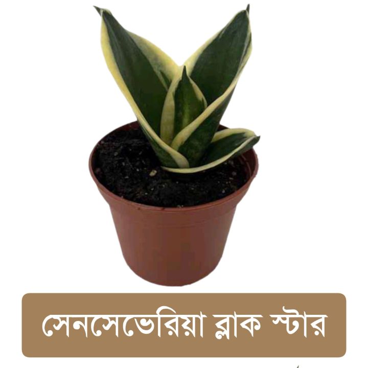 Senciveria%20Black%20Star/Night%20Owl%20/%20Birds%20nest%20with%20pot%20-%20Indoor/Outdoor%20Plant%20-%20Image%204