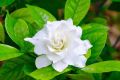 Gardenia plant/ flower plant/ live plant/ Outdoor plant/ rose flower plant. 