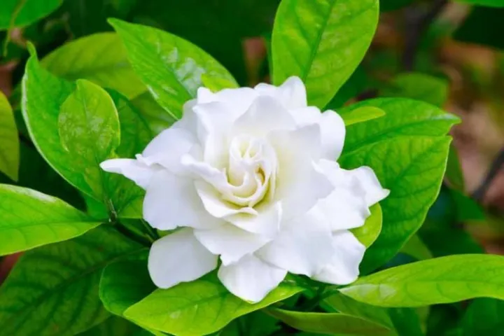 Gardenia%20plant/%20flower%20plant/%20live%20plant/%20Outdoor%20plant/%20rose%20flower%20plant%20-%20Image%204