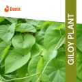 Giloy live Plants are beautiful leaves bell plants 15 inches bell plants with leaves. 