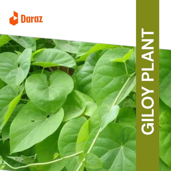 Giloy%20live%20Plants%20are%20beautiful%20leaves%20bell%20plants%2015%20inches%20bell%20plants%20with%20leaves%20-%20Image%203