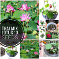 Thailand mix colours 10 Lotus seeds for your home garden. 
