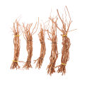 Aquarium Micro Landscape Natural Driftwood Root Trunk Tree DIY Home Fish Tank Ornaments. 