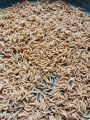 Live Mealworms -1 KG. 