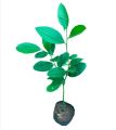Lemon Plants Dehi Pala දෙහි පැල. 