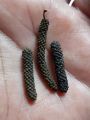 pipli | Long pepper | Filfil daraz | 50 gm. 