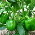 20 Seeds Bell Pepper Capsicum loose Seeds. 
