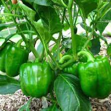 20%20Seeds%20Bell%20Pepper%20Capsicum%20loose%20Seeds%20-%20Image%206