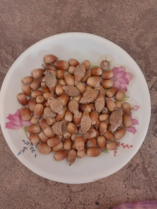 Acorn%20nuts.%20-%20Image%203