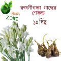 Rojonigondha Life Plant of Bulbs 10pcs Big Sizes / Rajnigandha, Tuberose - Bulbs / White Color Tuberose Seeds/Bulbs. 