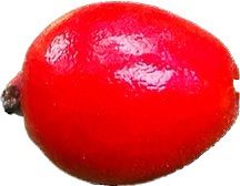 Australian%20beach%20cherry%20plant%20Eugenia%20reinwardtiana%20-%20Image%204