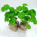 Pennywort plant indoor plant and outdoor plant  1 piece. 