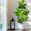 77-135cm (53.1in) Artificial Fiddle Leaf Ficus Fig Plant for Outdoor Courtyard Garden Balcony Indoor Home and Office Decoration. 