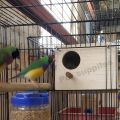 Standard Breeding Box for English Budgies, Love Birds With Full Set-up - Good Health. 