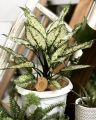 Aglaonema snow white indoor and semi outdoor houseplant with tob and soil 1 piece.