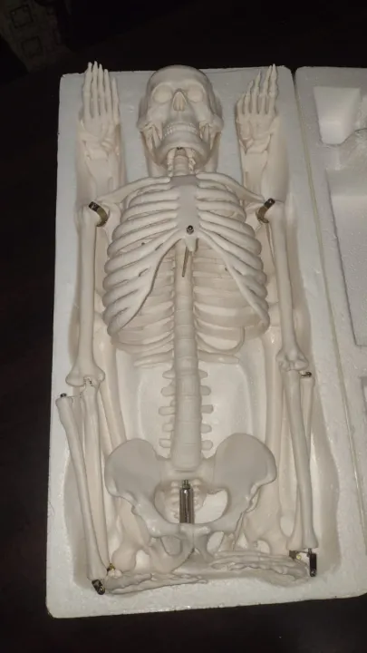 Artificial%20Human%20Skeleton%20model%20%2085Cm%20-%20Image%203