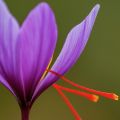 Kashmiri Saffron - The Crown Jewel of Spices. 
