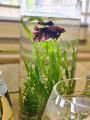 Glass cylinder for betta fish , mini plant terrarium, fish bowl / aquarium / Fish tank /cylinder. 