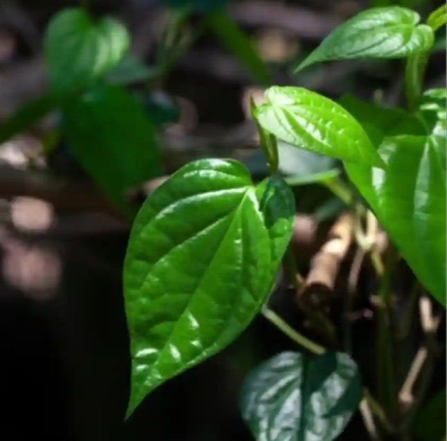 bulath%20plant%20,%20bulath%20pela%20-%20Image%203